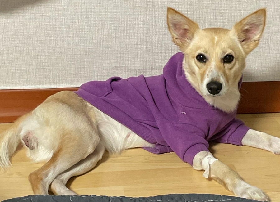 인천광역시수의사회_428351202500037
