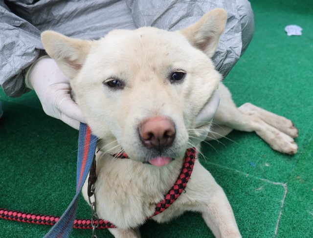 제주 동물보호센터_450650202500494