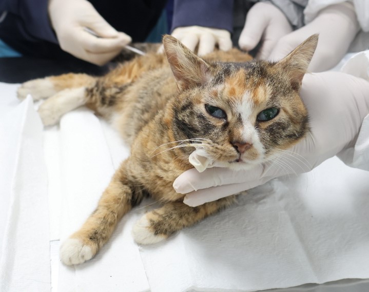 [고양이] 한국 고양이 제주-제주-2025-00490 유기동물 배경 이미지 입니다.