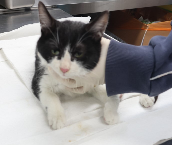 [고양이] 한국 고양이 제주-제주-2025-00483 유기동물 배경 이미지 입니다.