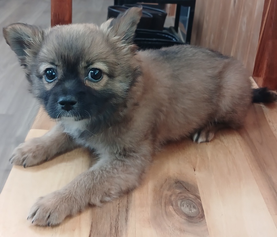 임실유기동물보호센터_445476202500044