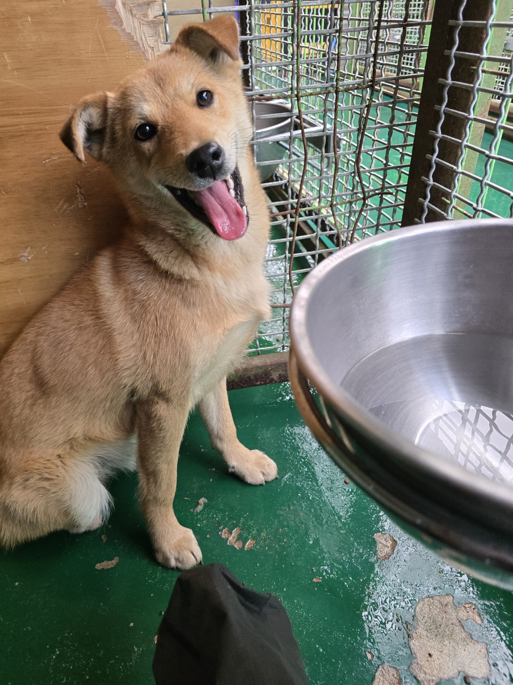 밀양시 동물보호센터_448536202500177