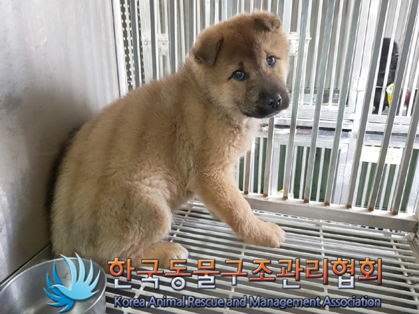 한국동물구조관리협회_411311202500042