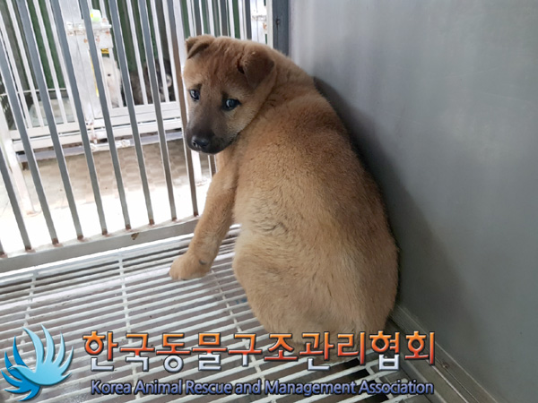 종료(입양) 믹스견…