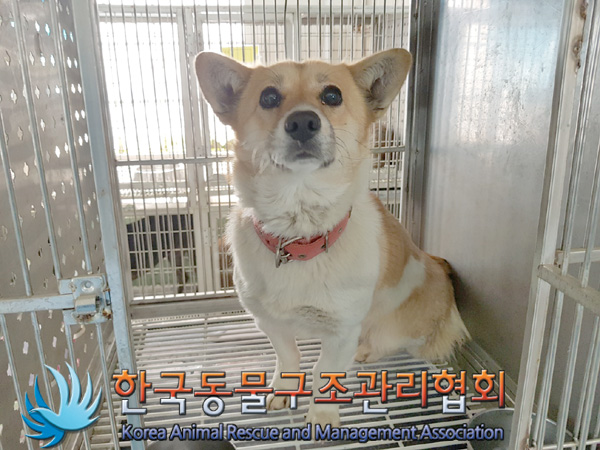 한국동물구조관리협회_441560202500228