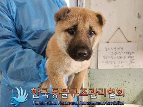 한국동물구조관리협회_411311202500043