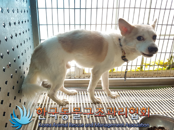 한국동물구조관리협회_411324202500021
