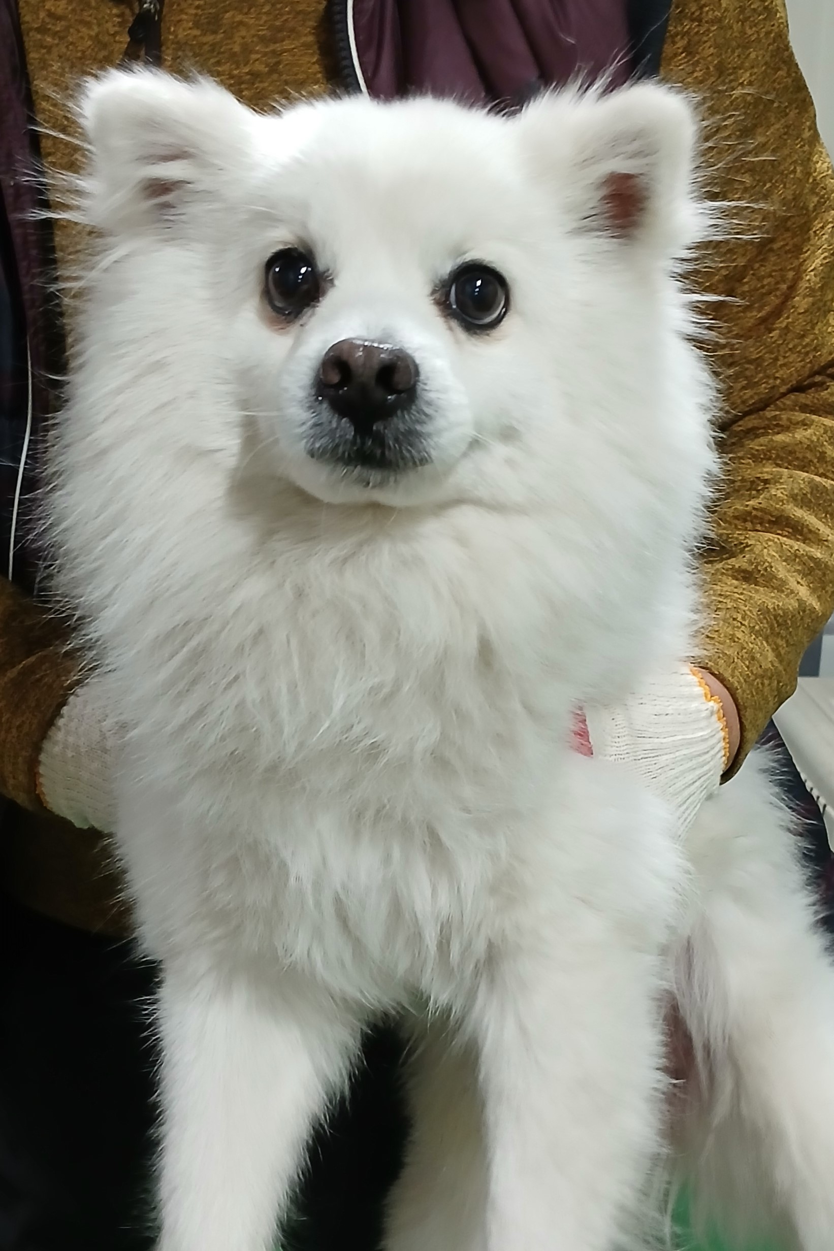 대구유기동물보호협회_427345202500119