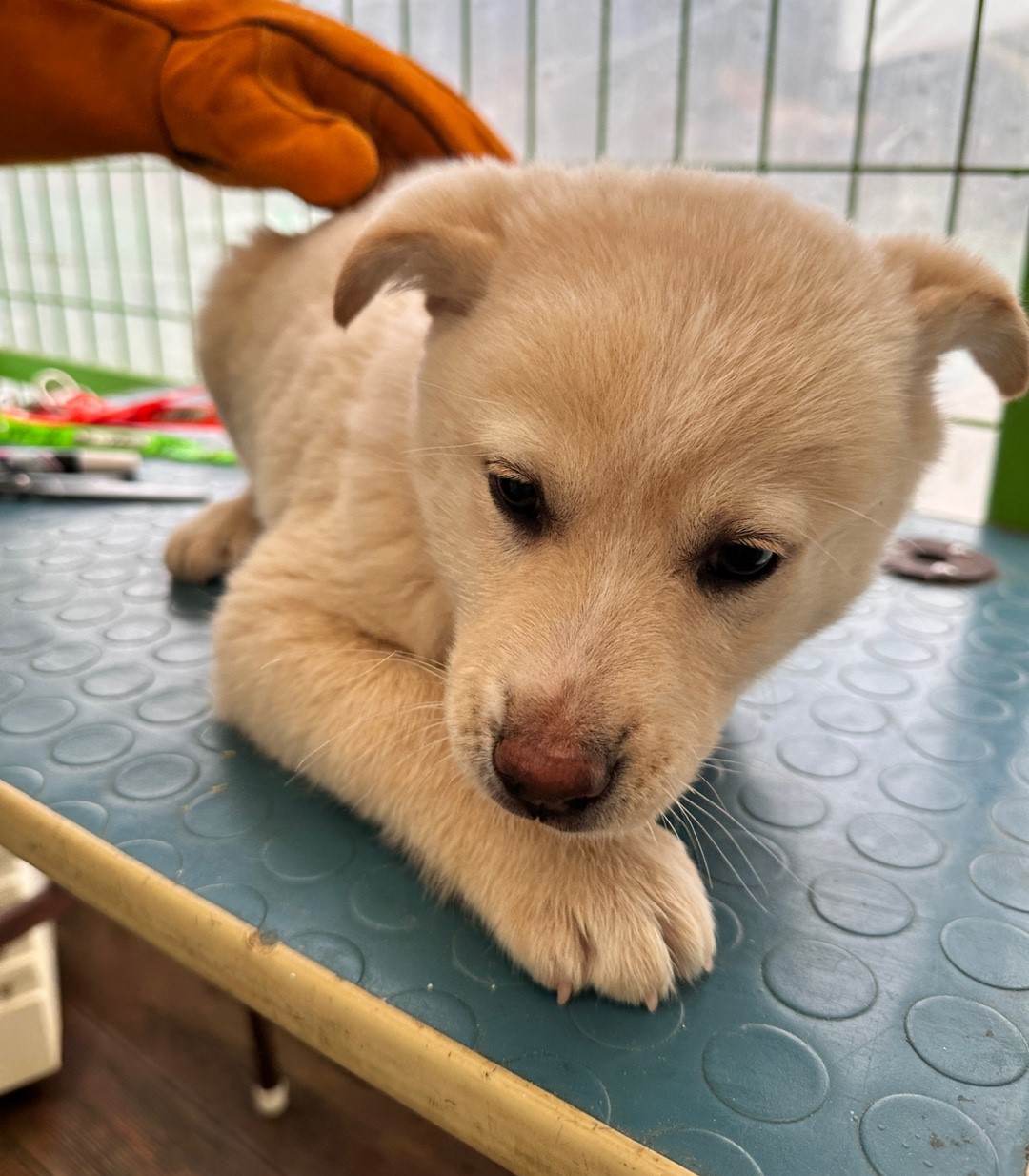 군산유기동물보호센터_445467202500205