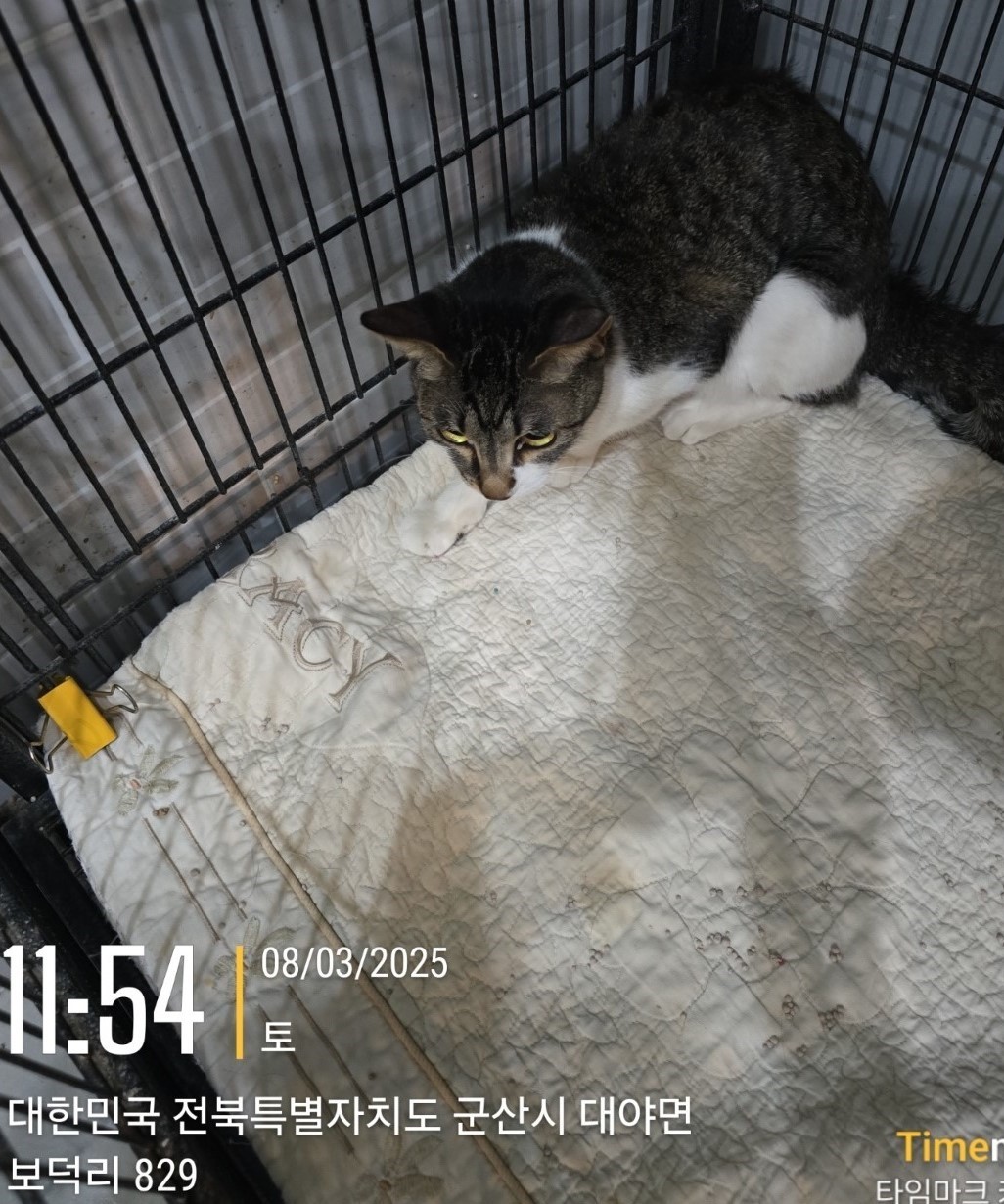 군산유기동물보호센터_445467202500206