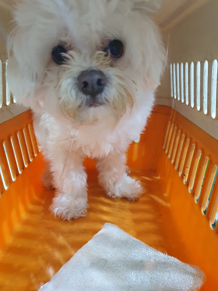 펫앤쉘터동물병원_441378202500103