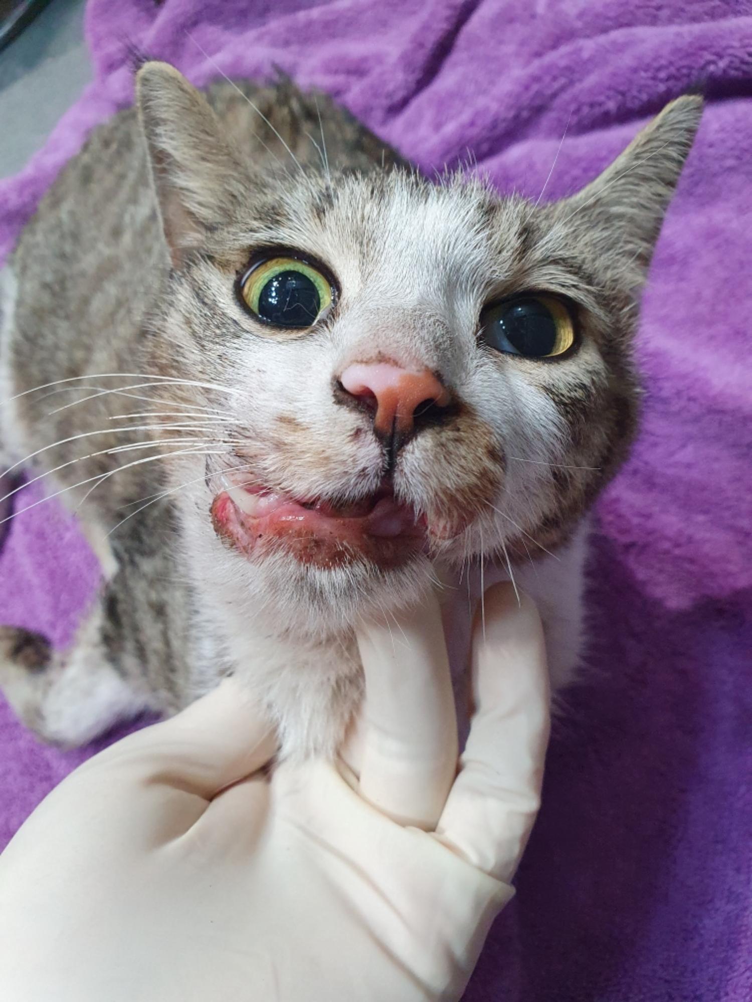 펫앤쉘터동물병원_441378202500104