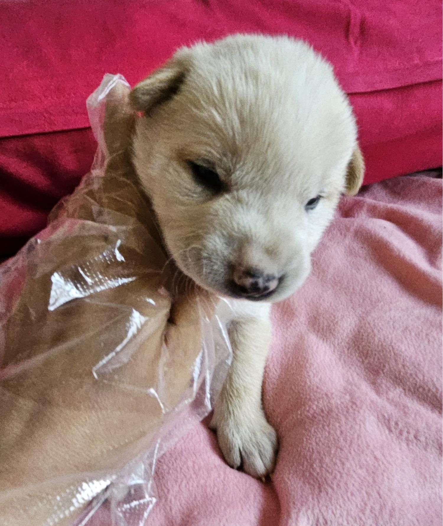 울산유기동물보호센터_431373202500191