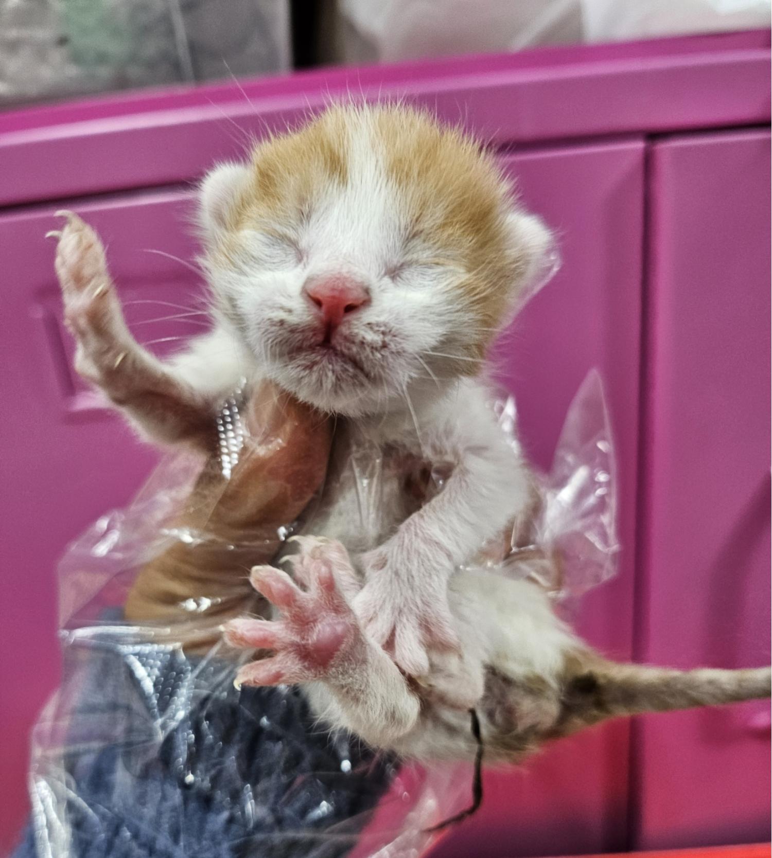 울산유기동물보호센터_431372202500051