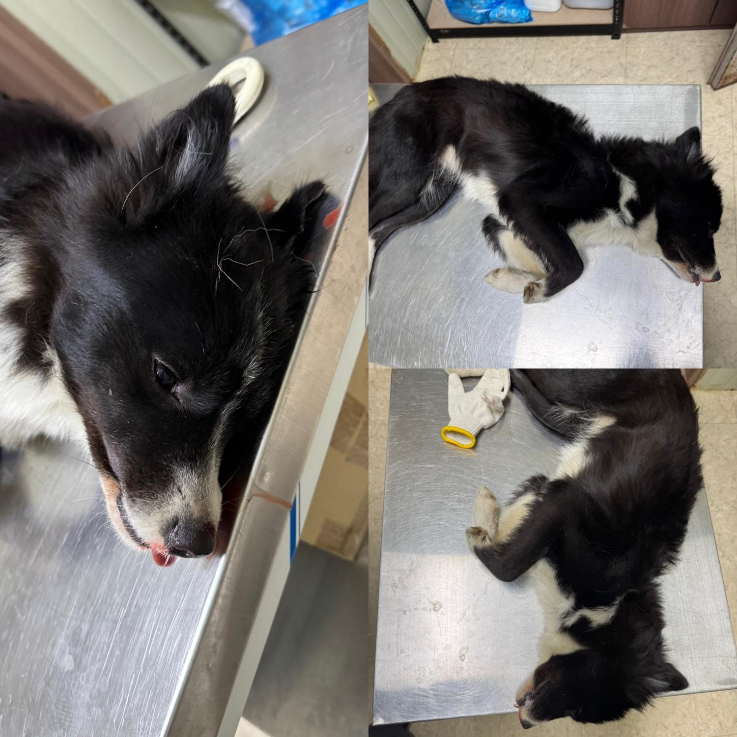 당진시동물보호소_444568202500126