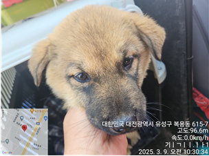 보호중 믹스견의 가…