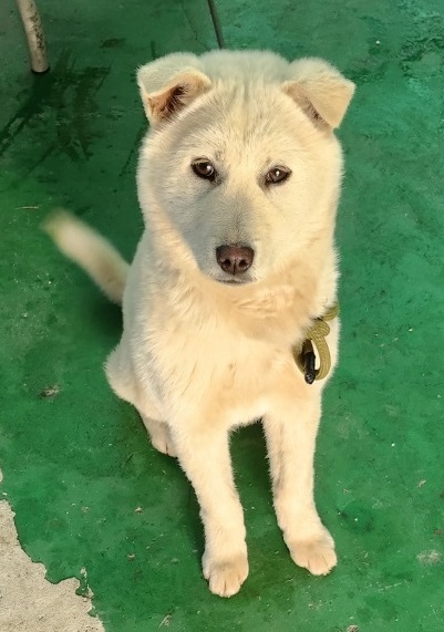 금일동물보호센터_444460202500097