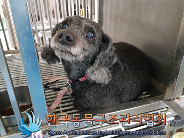 한국동물구조관리협회_411323202500134