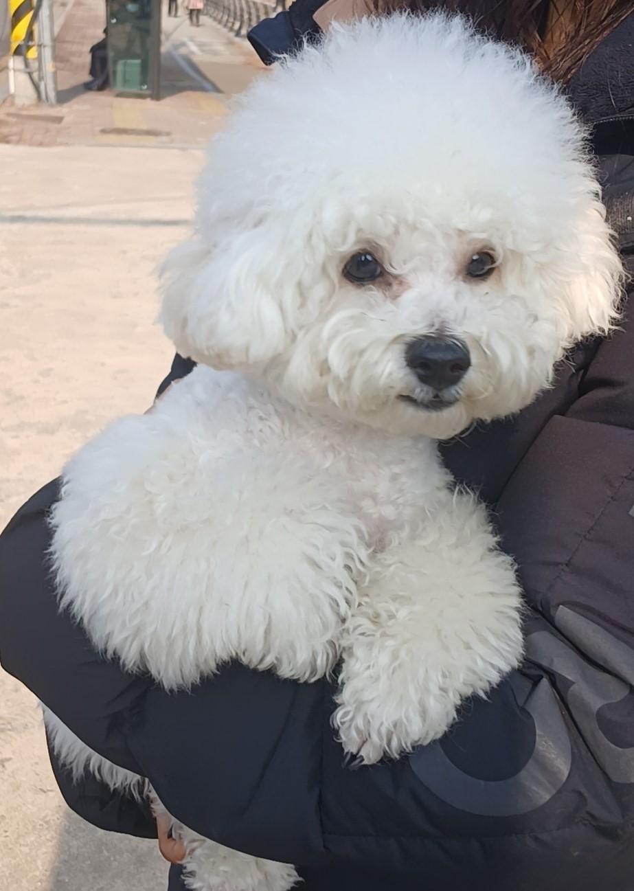 수원시 동물보호센터_441374202500077