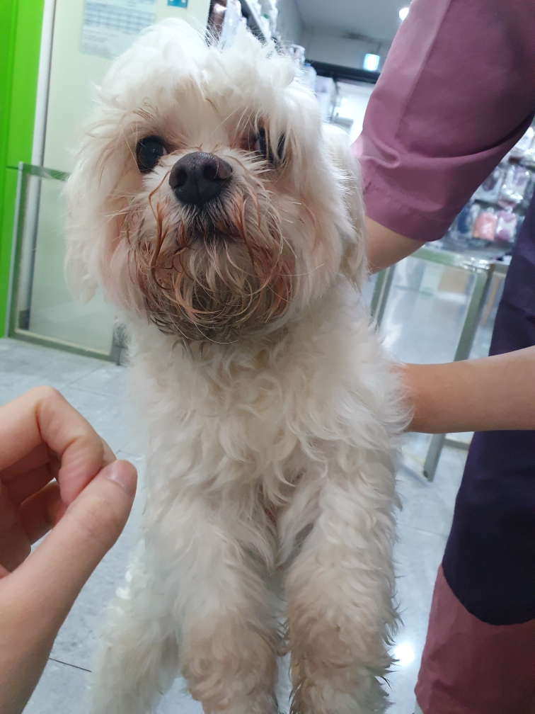 펫앤쉘터동물병원_441378202500106