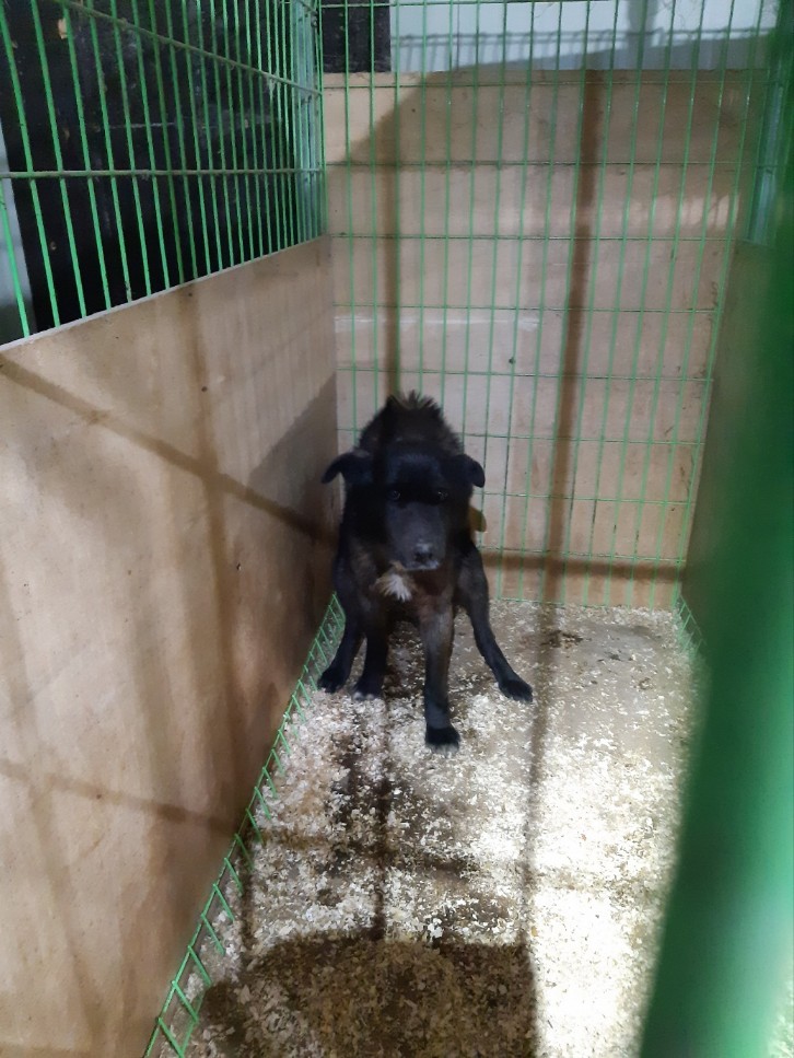 고령군 유기견 보호소_447520202500052