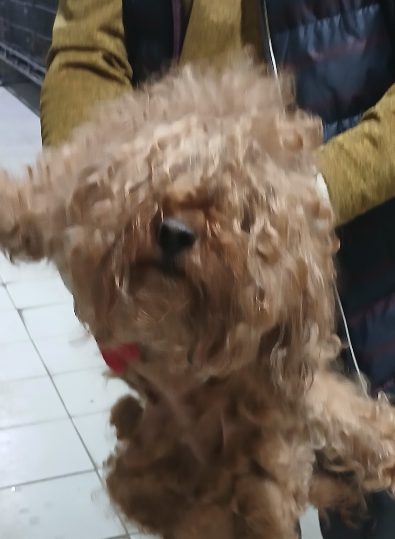 대구유기동물보호협회_427345202500121