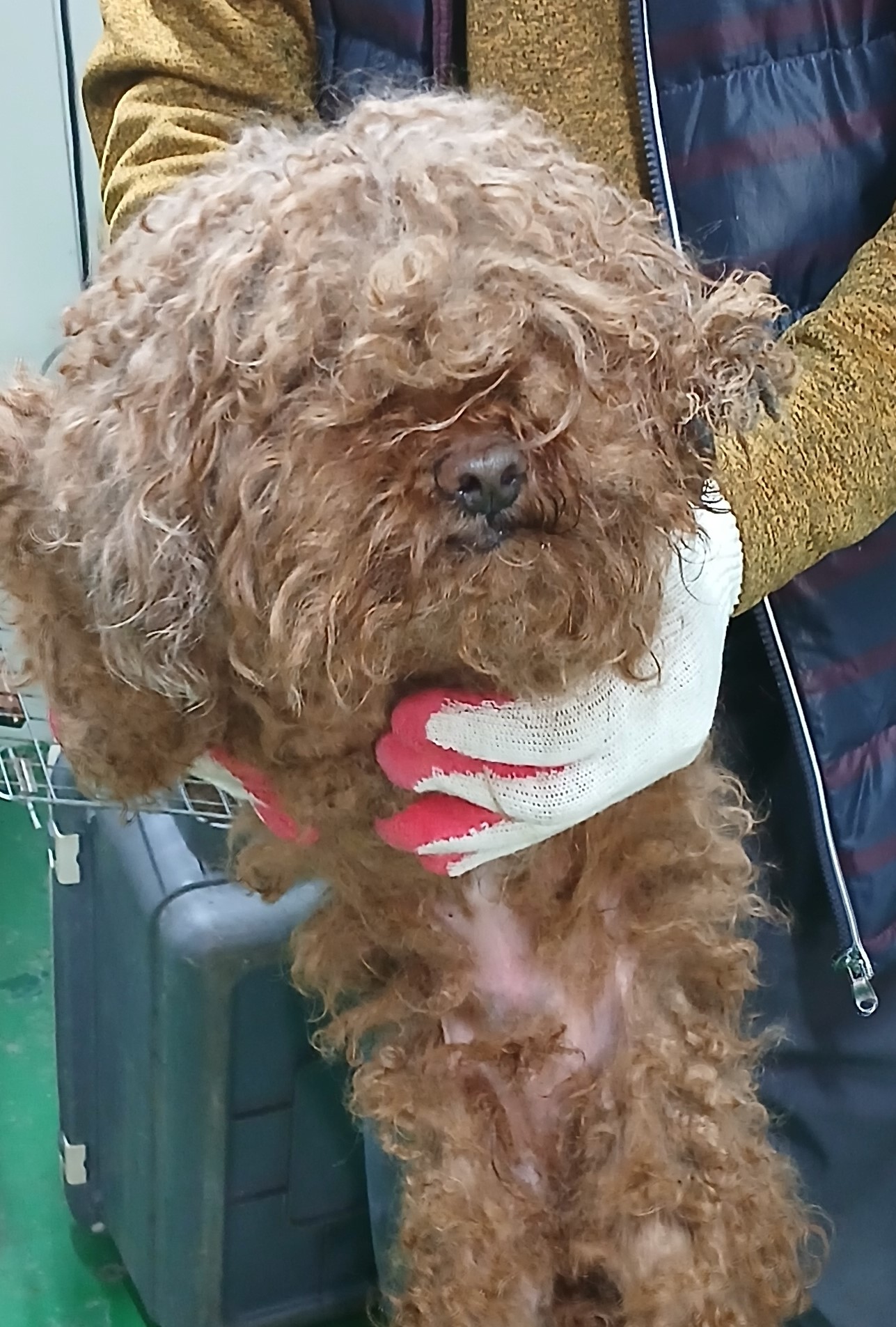 대구유기동물보호협회_427345202500122