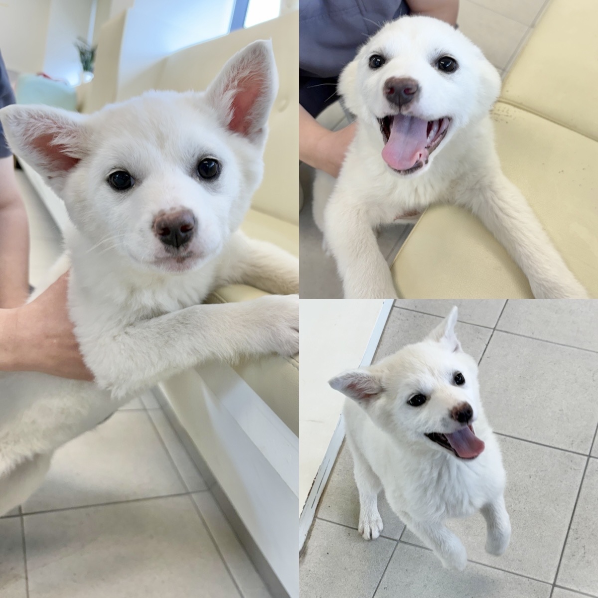 경주동물사랑보호센터_447505202500175