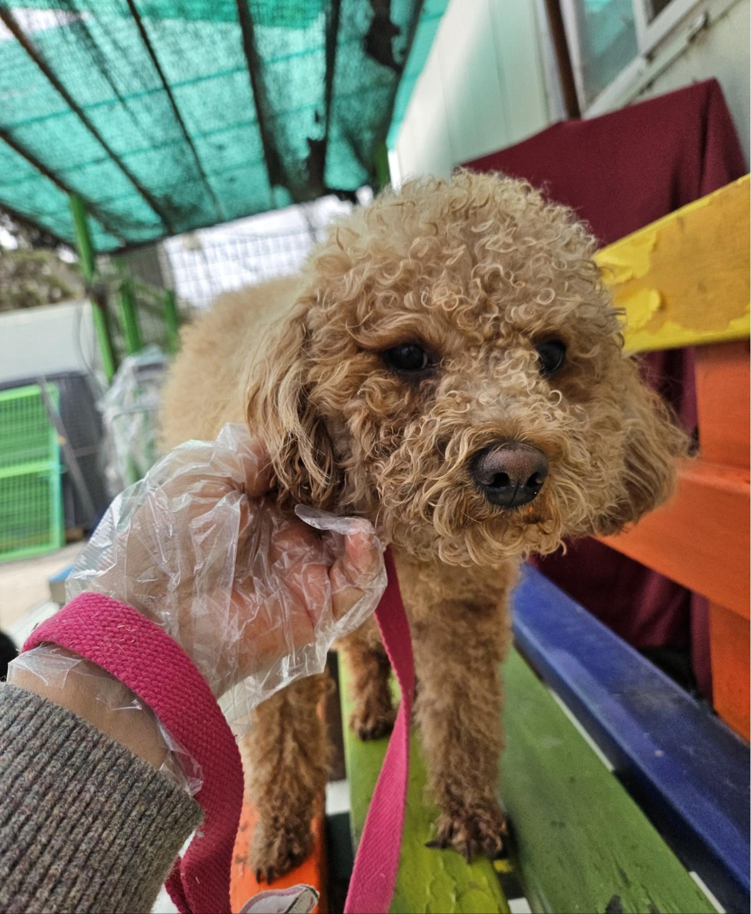 울산유기동물보호센터_431373202500199