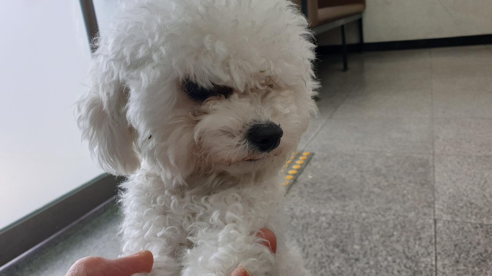 종료(반환) 비숑 …