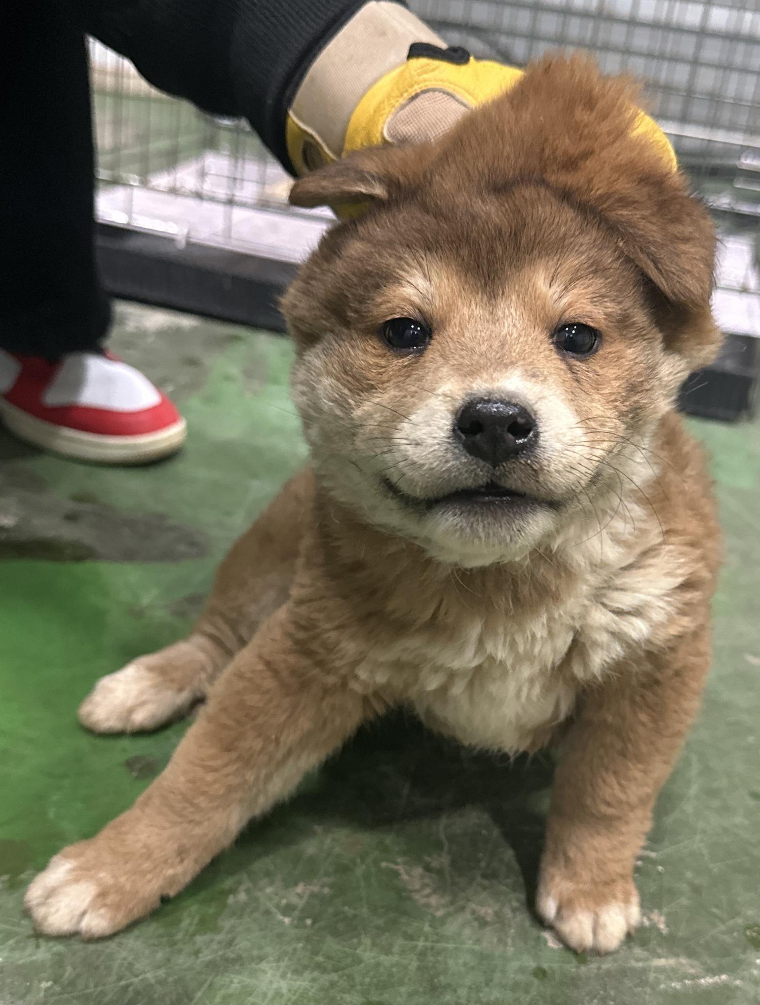 하동군유기동물보호소_448544202500053