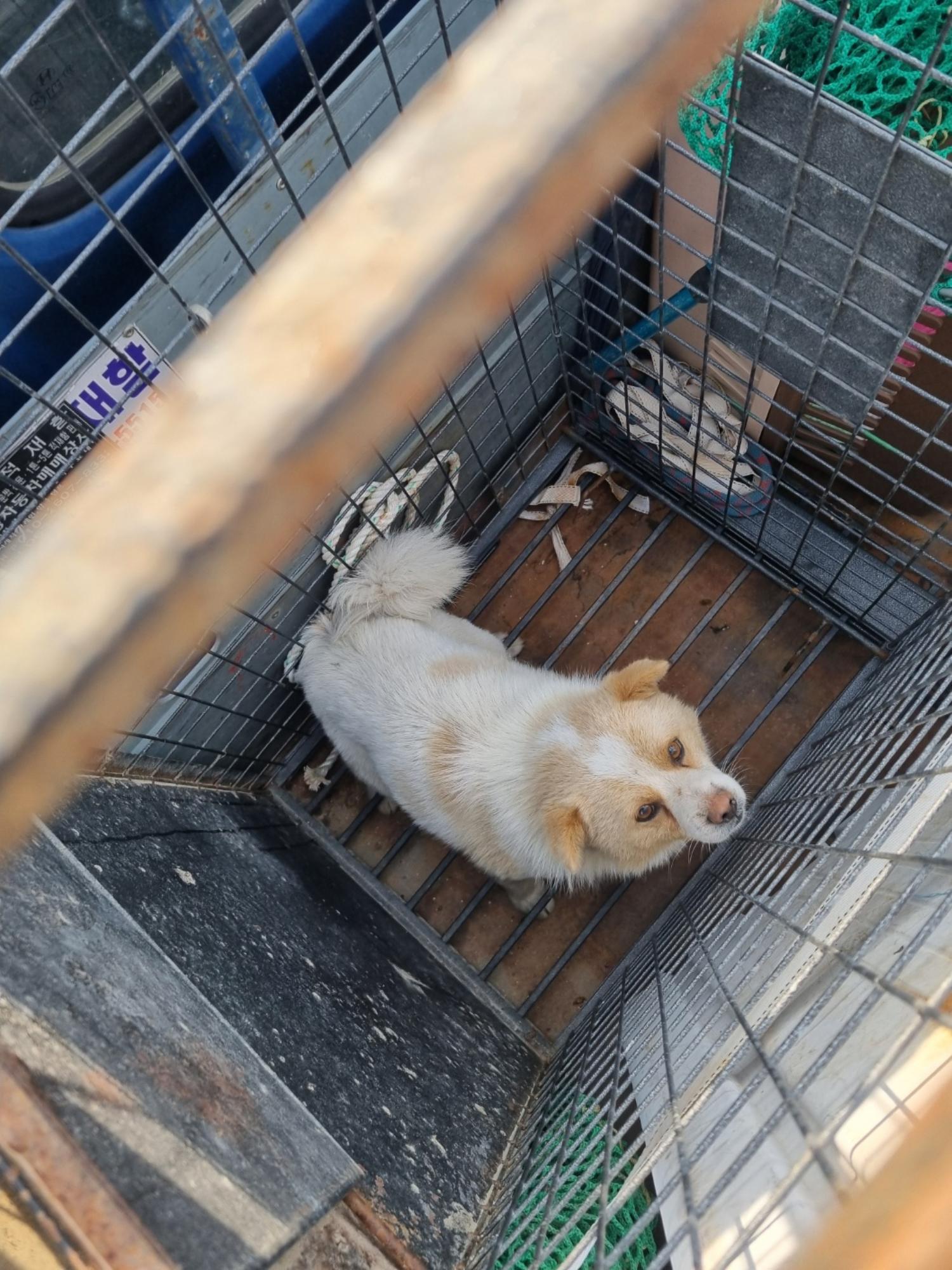 부안군 동물보호센터_445479202500184