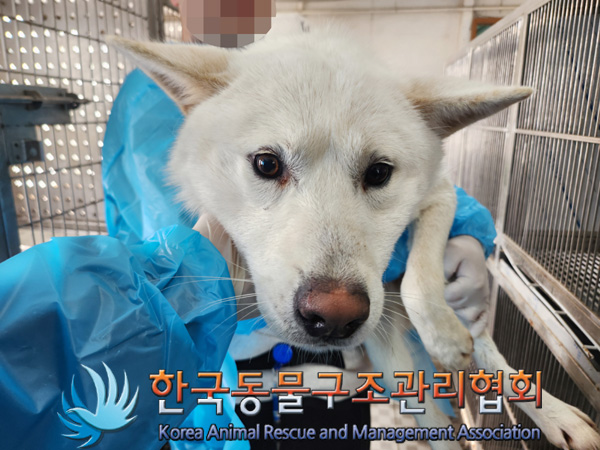 한국동물구조관리협회_411309202500013