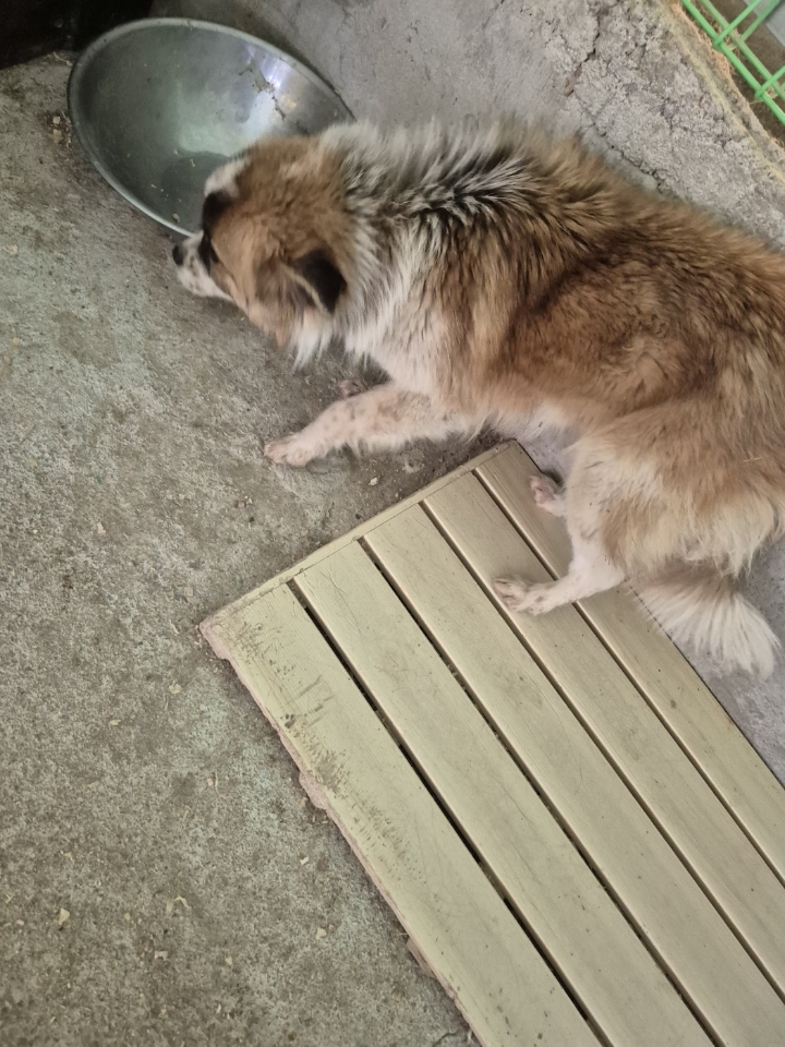 장성군동물보호센터_446498202500089