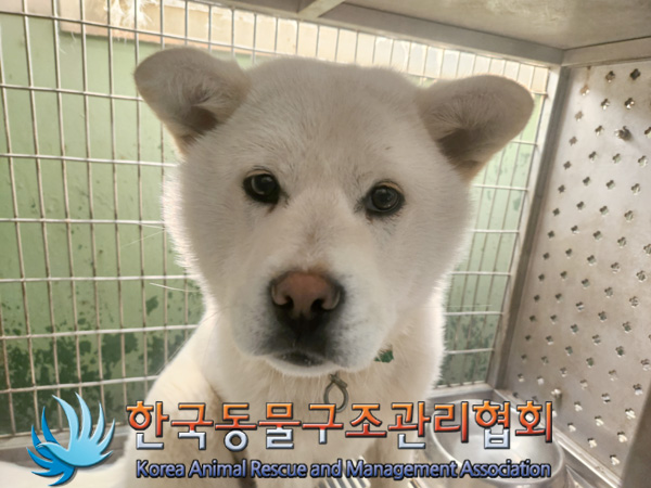 한국동물구조관리협회_441409202500291