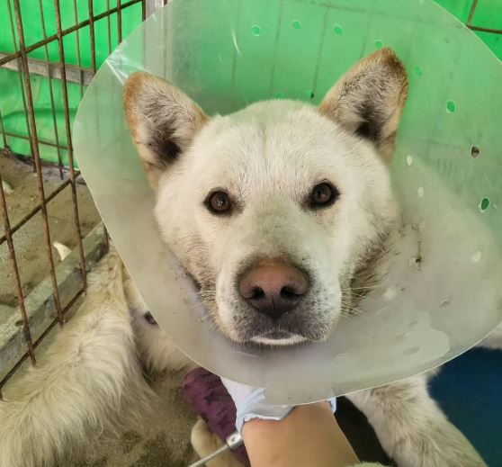 시흥동물누리보호센터_441401202500088