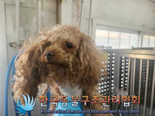 한국동물구조관리협회_411305202500049