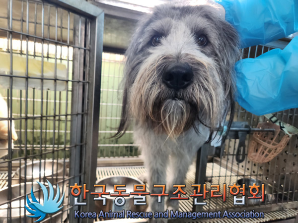 한국동물구조관리협회_411317202500036