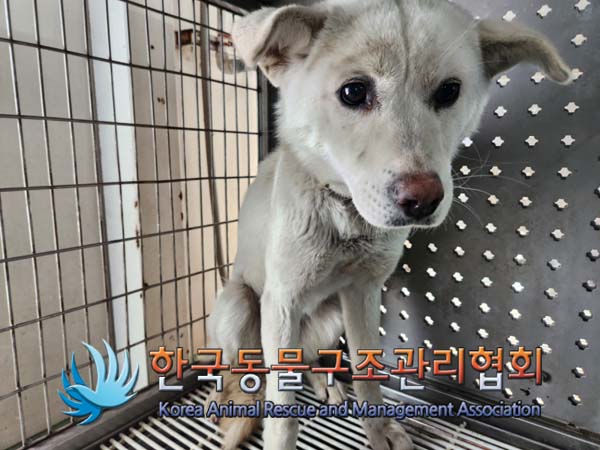 한국동물구조관리협회_441559202500145