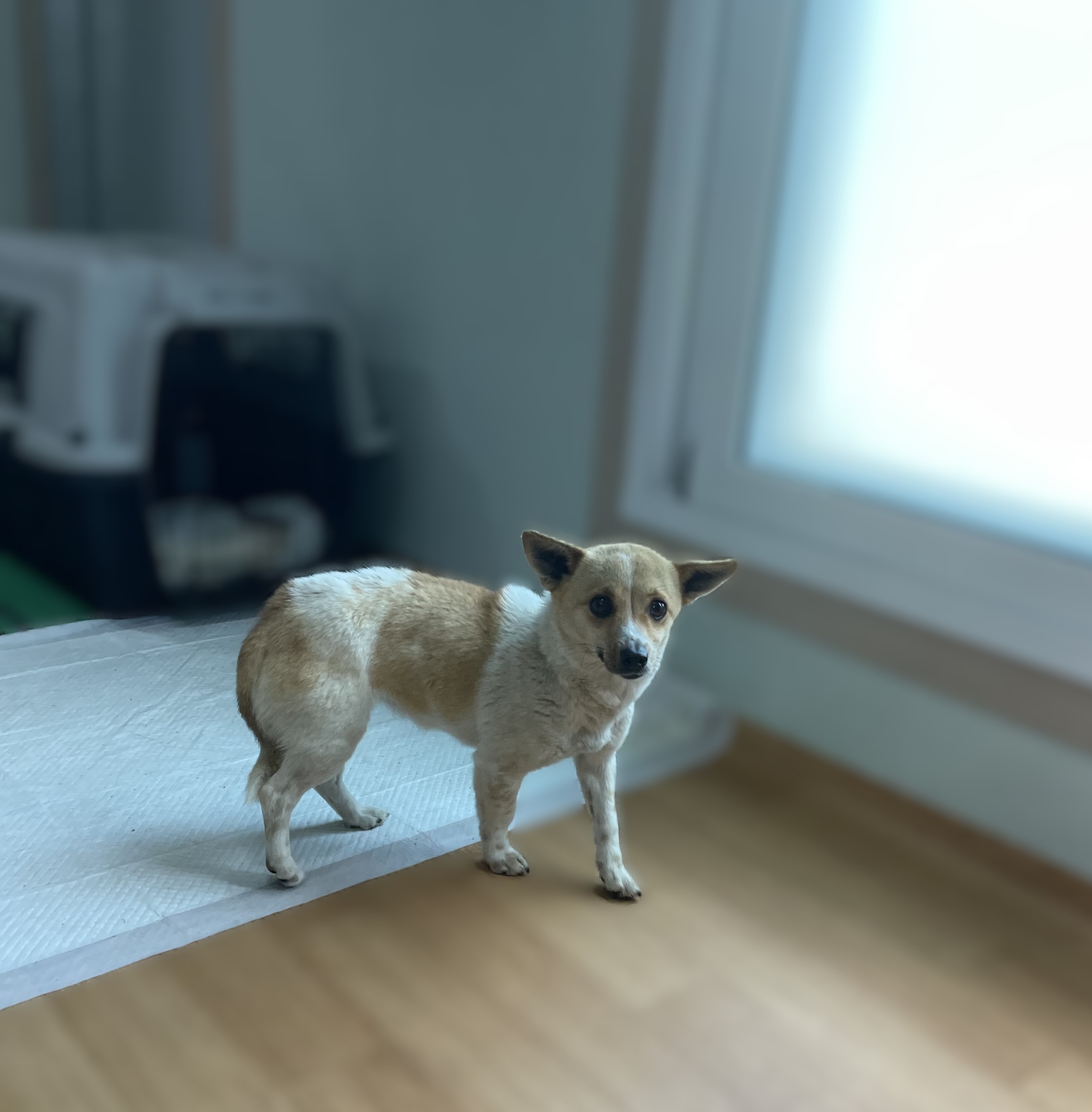 사천시 동물보호센터_448534202500368