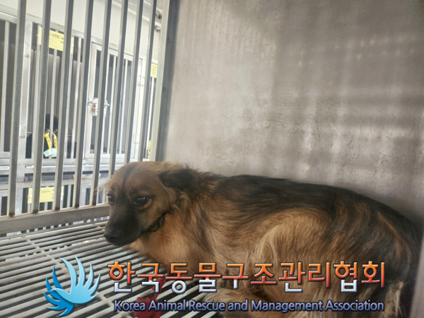 한국동물구조관리협회_411301202500074