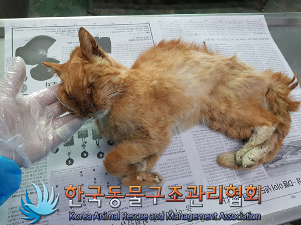 한국동물구조관리협회_411304202500075
