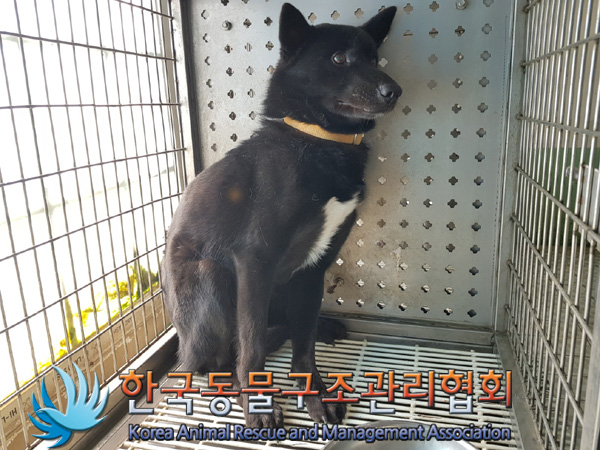 한국동물구조관리협회_411301202500073