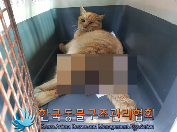 한국동물구조관리협회_411323202500135