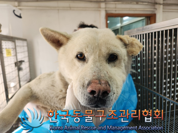 한국동물구조관리협회_441559202500144