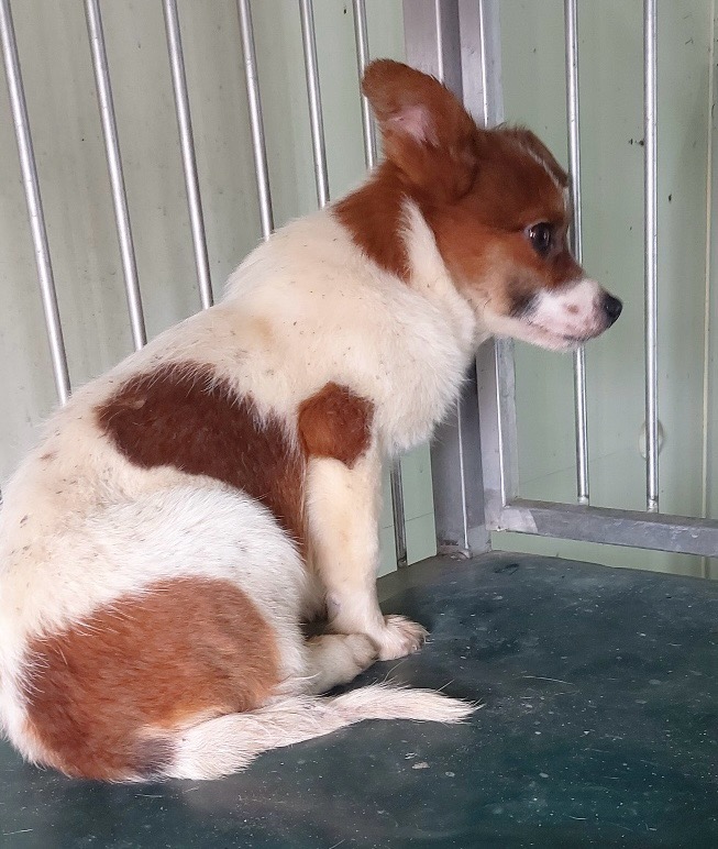 보령시유기동물보호소_444451202500180