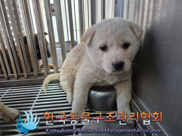 한국동물구조관리협회_441406202500076