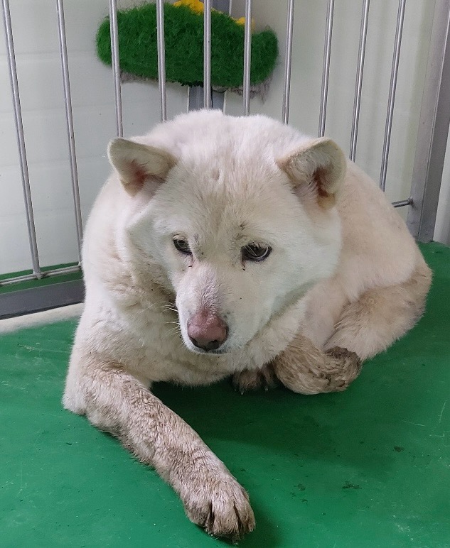 보령시유기동물보호소_444451202500181