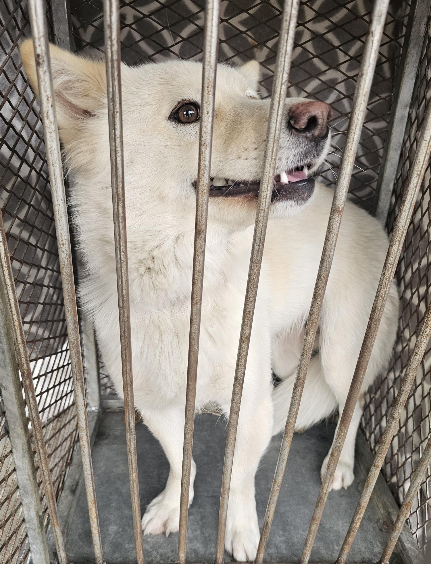 창녕 유기동물보호소_448541202500211