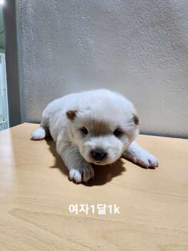 종료(입양) 믹스견…